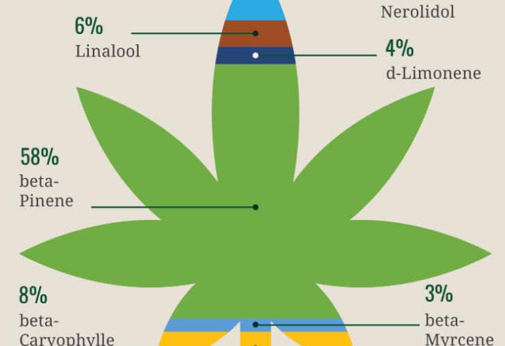 What are Terpenes and Why its Important When Using Vape Pens