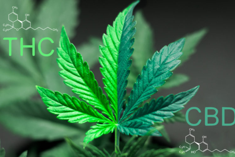cbd vs thc 2